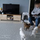도담애견 이미지
