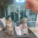 Premium 먼치킨 이미지