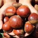 정안이네 이미지