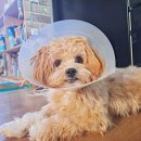 (단기)반려동물 펫시터(자격증) | 펫시터 자격증 취득 방법 알바 시급 방문 위탁 차이점