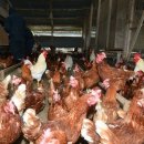 전남양계장 이미지