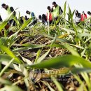 한강시민공원(화훼단지) 이미지