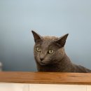 페츠온 동물병원 이미지