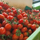 꿈꾸는 농장 이미지