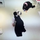 퍼피글랫 이미지