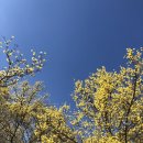 문성생태 농촌체험휴양마을 | ♡이천 산수유마을♡산수유마을 이천 산수유마을축제 백사마을 이천 가볼만한곳 이천 명소 아기랑...