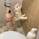 다니옹 | 20.2.7. 일기 - 망나니 고솔이 냥빨하다.