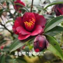 동백유통