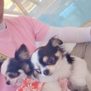 댕댕이 보호구역 이미지