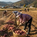 해남군-15 | 해남고구마 택배로 시켰더니, 맛이 이 정도라고요? 🍠 실화 후기 공개!