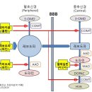 레보도파의 대사 및 효소억제제 공부하기 이미지