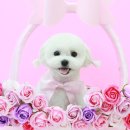 삐삐그루밍 이미지