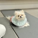 강아지나라동물병원 | 강아지 슬개골탈구 수술 후기 + 동물병원 선택까지