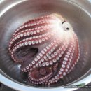 털보리조트 이미지