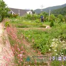 (주)플로시스 Daum카페