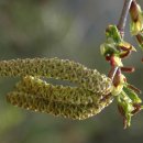 오리나무 이미지