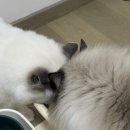 정이동물병원 | 고양이 방광염 일지 1( 합사 스트레스 / 중국 동물병원 비용)