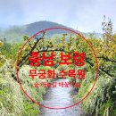 고분전시관 진입로 가로수식재사업 | [충남 보령 가볼 만한 곳] 보령 무궁화 수목원 성주산 숲 하늘길 조팝과 배꽃 터널이 준 찐 감동의 시간