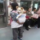 개팔자 상팔자 이미지