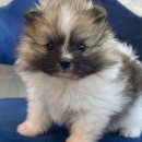 도그마루 강아지고양이 청주점 이미지