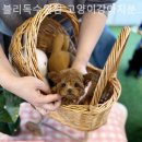 블리독수원점 고양이강아지분양 미니비숑프리제말티푸포메입양 네이버블로그