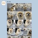 퍼시독 이미지