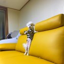 여주-0966 | 수제쇼파 추천, 팔라우 4인용 쇼파