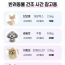 프로애견 | 애견 드라이룸 디클펫 드라이룸 러브에어 프로 실사용 후기