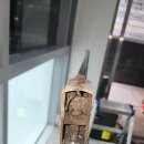 버드나루로 이미지