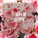 장흥공설공원묘지 | 전남5월꽃축제) 봄의 꽃 전남장흥 제암산철쭉제 보러 가요~