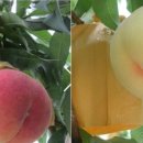 영춘농장 이미지