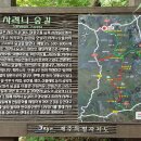 한라산둘레길 사려니숲길 Daum카페