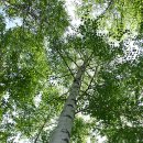 자작나무들의 속삭임과 힐링 여행 - 인제 자작나무숲 이미지