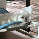 아따멍멍 이미지