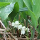 고원목장(2) 이미지