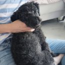 잘다녀오시개 이미지