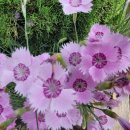 노을연가 이미지