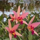 Laeliocattleya Santa Barbara Sunset 'Showtime' 라엘리오카틀레야 산타 바바라 선셋 '쇼타임' 이미지