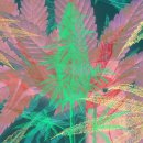 Sweet Bong Bong 이미지