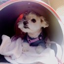 펫택시 타시개 이미지