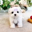 강아지분양 애견입양 아이러브독 수원점 말티푸미니비숑포메 이미지