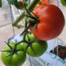 [[판매중]] 유럽종 완숙 토마토 판매합니다. 이미지