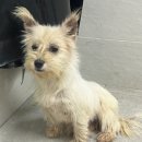 문막농협공단클린주유소 이미지