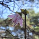 * 경북의성 금성산~산수유 축제장 * 이미지