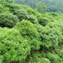 완도 정자리 황칠나무 이미지