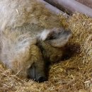 헝가리산 돼지고기, 9개월 만에 수입금지 해제 예정 이미지