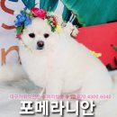 퍼피쌀롱 이미지