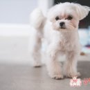 삼형제 펫푸드 이미지