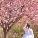 완산시장 진입로~공설시장 화장실 | 2024년 완산칠봉꽃동산 개화현황, 지금 바로 가세요