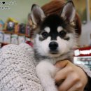 품 동물병원 이미지